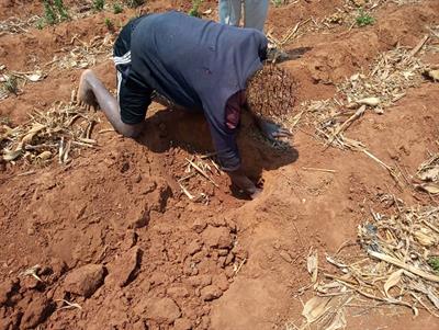 Rodents in agriculture and public health in Malawi: Farmers’ knowledge, attitudes, and practices
